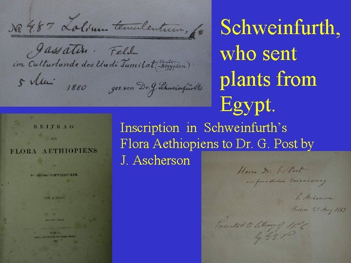 Schweinfurth, who sent plants from Egypt. Inscription in Schweinfurth’s Flora Aethiopiens to Dr. G.