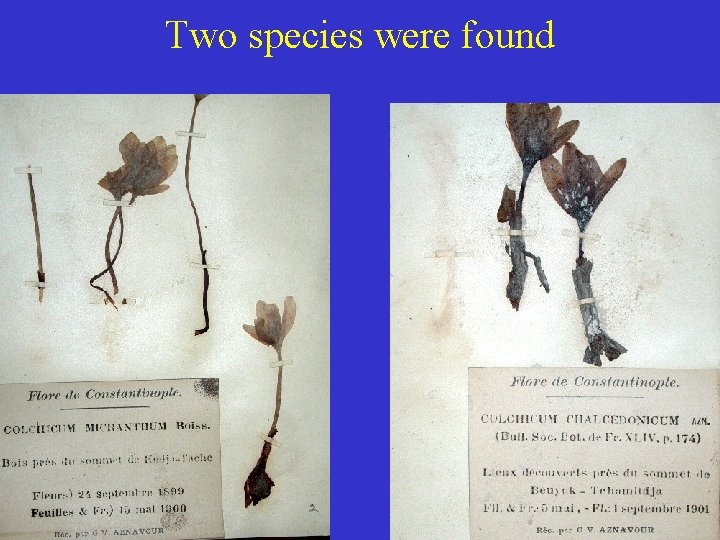 Two species were found 