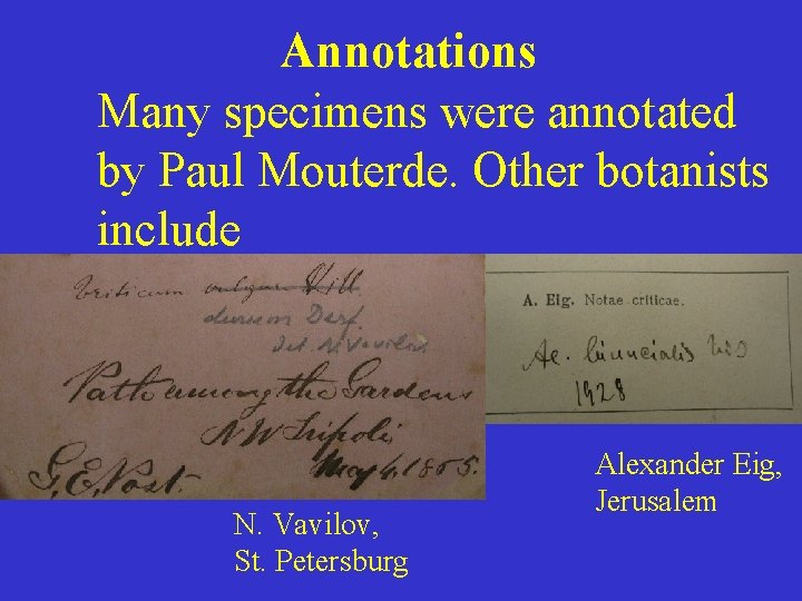 Annotations Many specimens were annotated by Paul Mouterde. Other botanists include N. Vavilov, St.