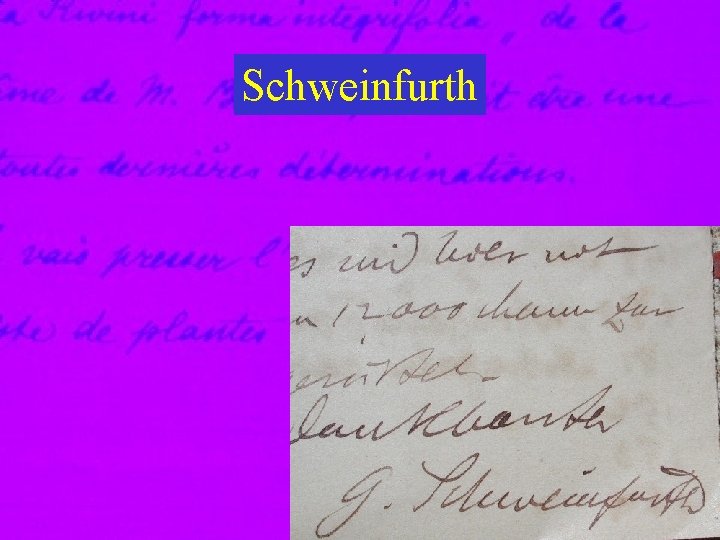 Schweinfurth 