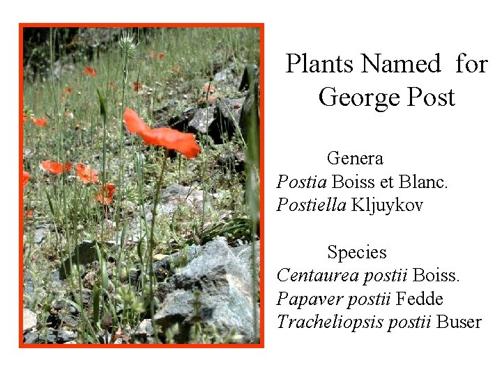 Plants Named for George Post Genera Postia Boiss et Blanc. Postiella Kljuykov Species Centaurea