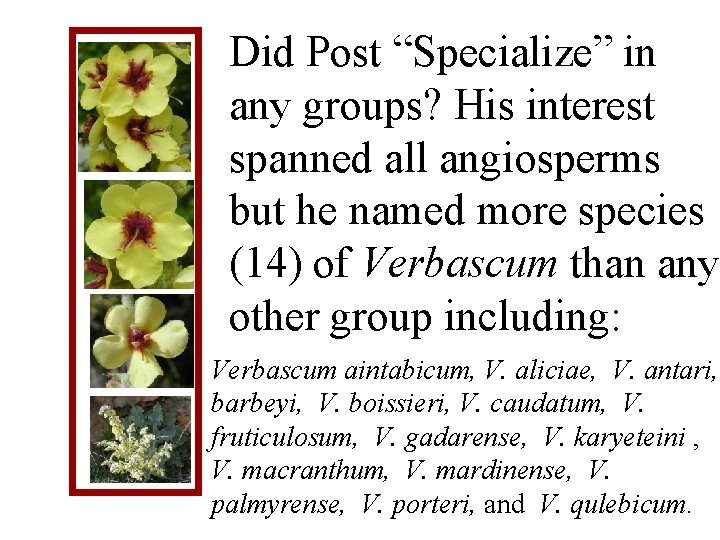 Did Post “Specialize” in any groups? His interest spanned all angiosperms but he named