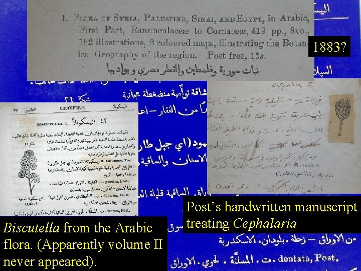 1883? Biscutella from the Arabic flora. (Apparently volume II never appeared). Post’s handwritten manuscript