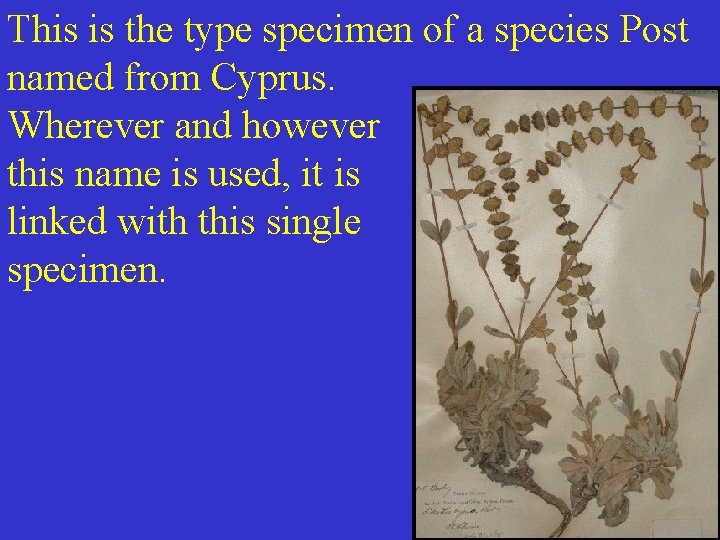 This is the type specimen of a species Post named from Cyprus. Wherever and