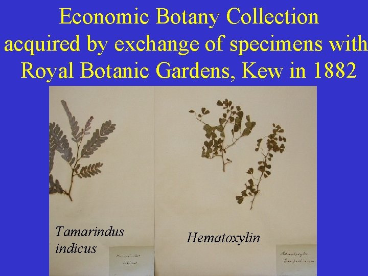 Economic Botany Collection acquired by exchange of specimens with Royal Botanic Gardens, Kew in