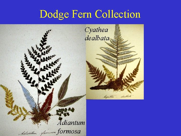 Dodge Fern Collection Cyathea dealbata Adiantum formosa 