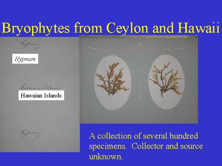 Bryophytes from Ceylon and Hawaii Hypnum Hawaian Islands A collection of several hundred specimens.