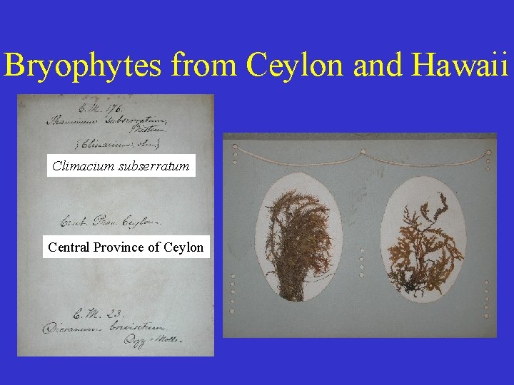 Bryophytes from Ceylon and Hawaii Climacium subserratum Central Province of Ceylon 