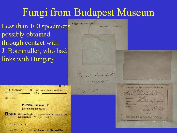 Fungi from Budapest Museum Less than 100 specimens possibly obtained through contact with J.