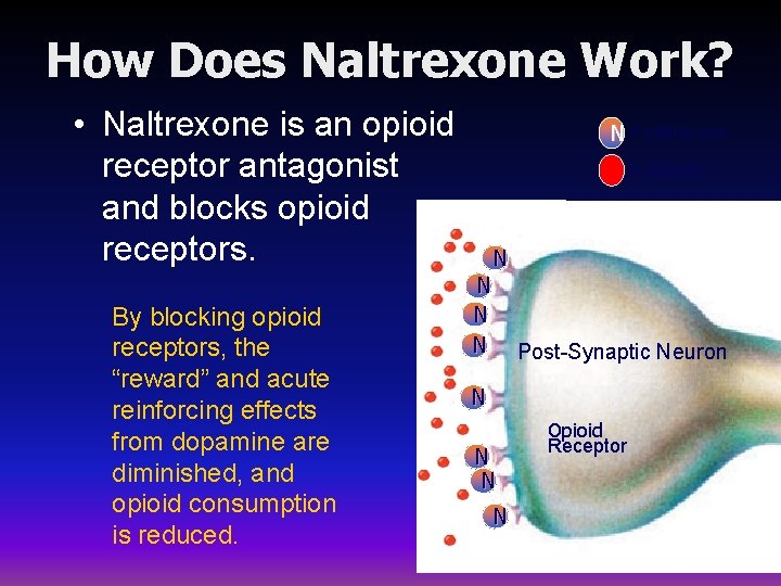 How Does Naltrexone Work? • Naltrexone is an opioid receptor antagonist and blocks opioid
