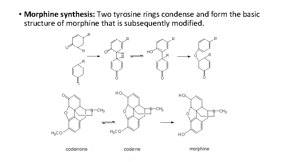  • Morphine synthesis: Two tyrosine rings condense and form the basic structure of