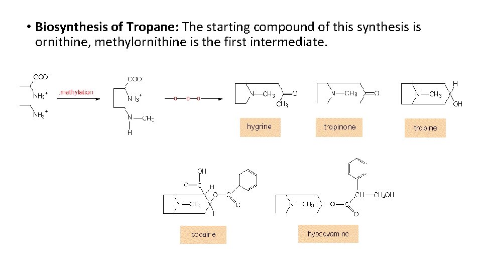  • Biosynthesis of Tropane: The starting compound of this synthesis is ornithine, methylornithine