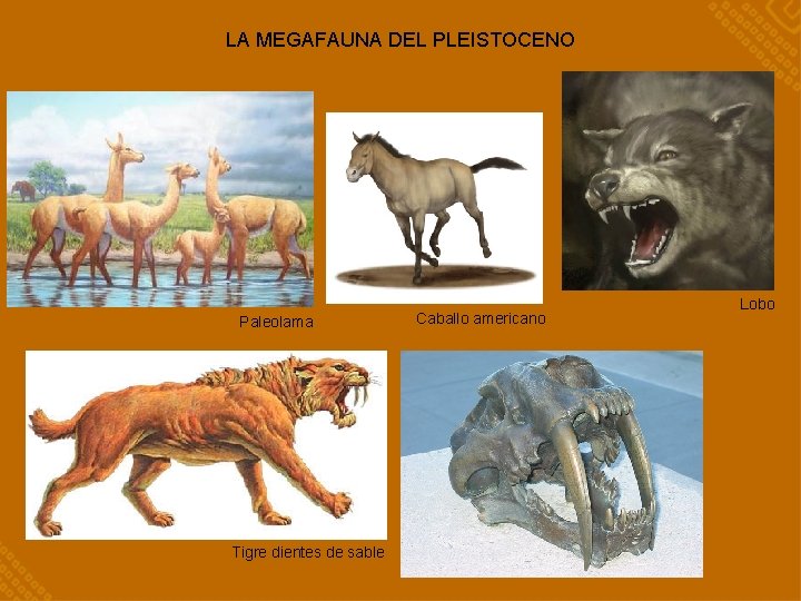 LA MEGAFAUNA DEL PLEISTOCENO Paleolama Tigre dientes de sable Caballo americano Lobo 