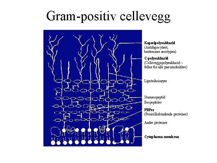 Gram-positiv cellevegg Kapselpolysakkarid (Antifagocytært, bestemmer serotypen) C-polysakkarid (Celleveggspolysakkarid – felles for alle pneumokokker) Lipoteikoinsyre