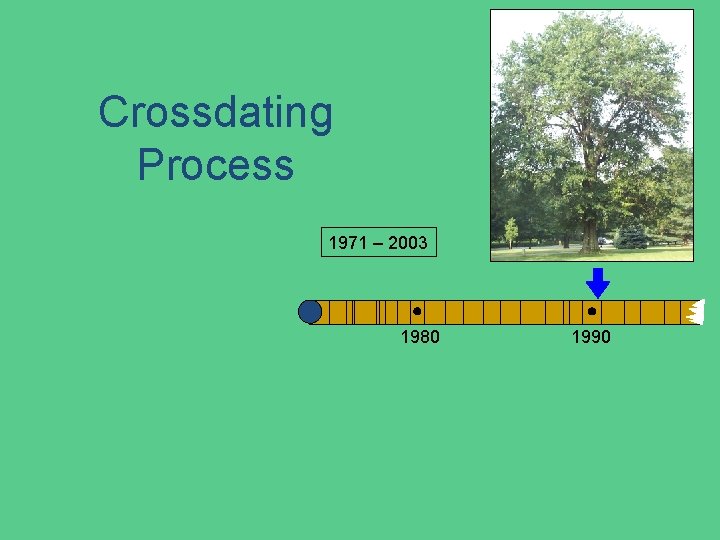 Crossdating Process 1971 – 2003 1980 1990 