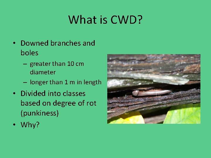 What is CWD? • Downed branches and boles – greater than 10 cm diameter