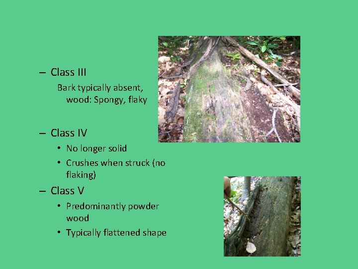 – Class III Bark typically absent, wood: Spongy, flaky – Class IV • No