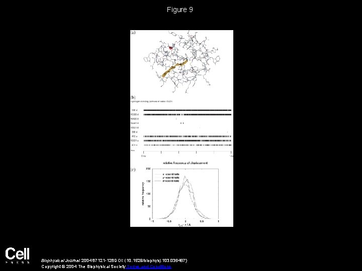 Figure 9 Biophysical Journal 2004 87121 -128 DOI: (10. 1529/biophysj. 103. 036467) Copyright ©