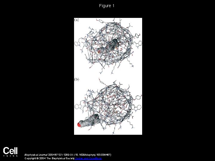 Figure 1 Biophysical Journal 2004 87121 -128 DOI: (10. 1529/biophysj. 103. 036467) Copyright ©