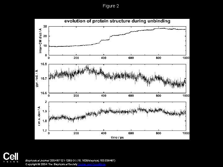 Figure 2 Biophysical Journal 2004 87121 -128 DOI: (10. 1529/biophysj. 103. 036467) Copyright ©