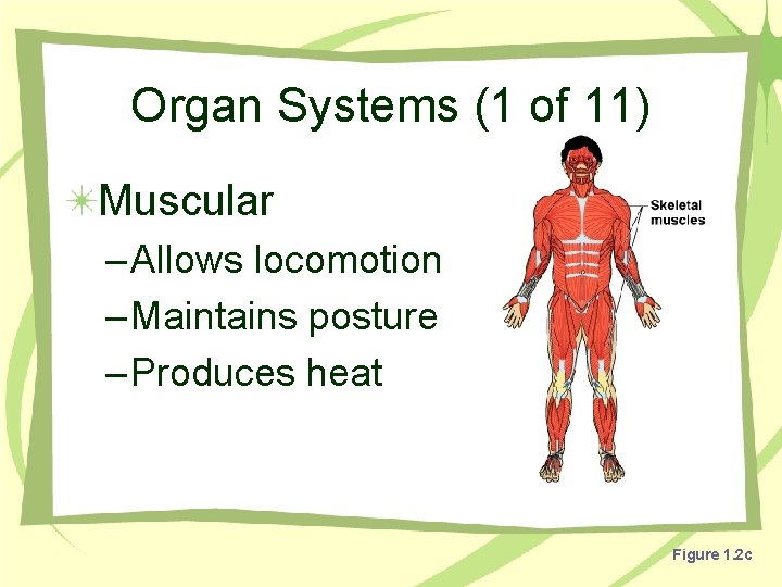 Organ Systems (1 of 11) Muscular – Allows locomotion – Maintains posture – Produces
