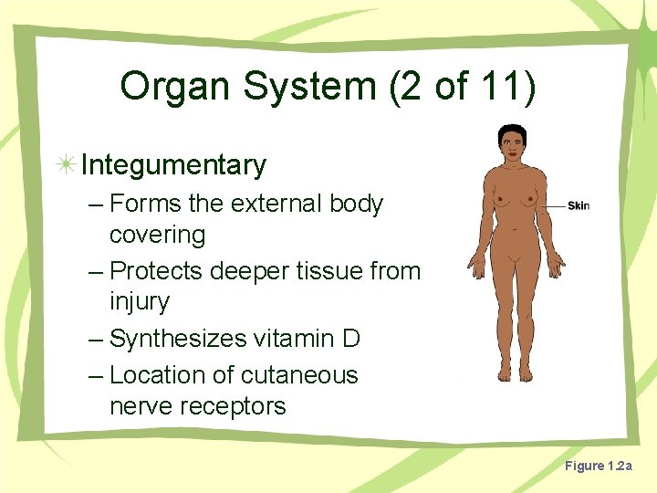 Organ System (2 of 11) Integumentary – Forms the external body covering – Protects