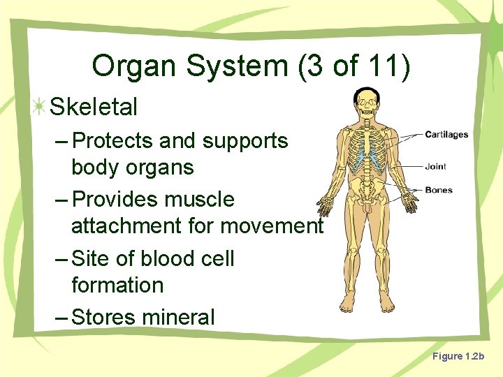 Organ System (3 of 11) Skeletal – Protects and supports body organs – Provides