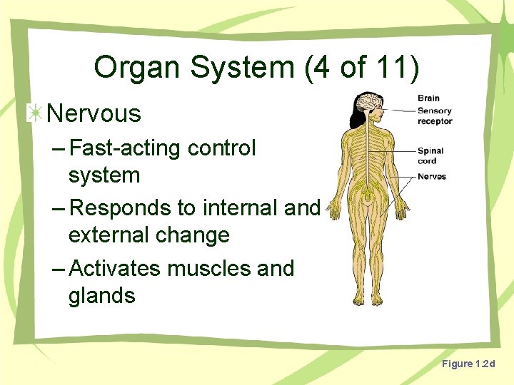 Organ System (4 of 11) Nervous – Fast-acting control system – Responds to internal