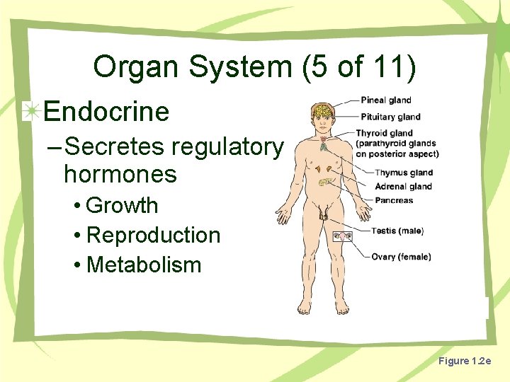 Organ System (5 of 11) Endocrine – Secretes regulatory hormones • Growth • Reproduction