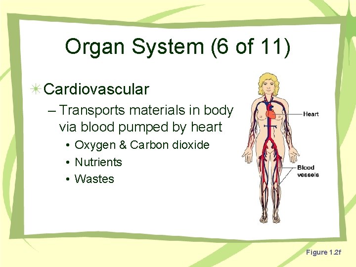 Organ System (6 of 11) Cardiovascular – Transports materials in body via blood pumped