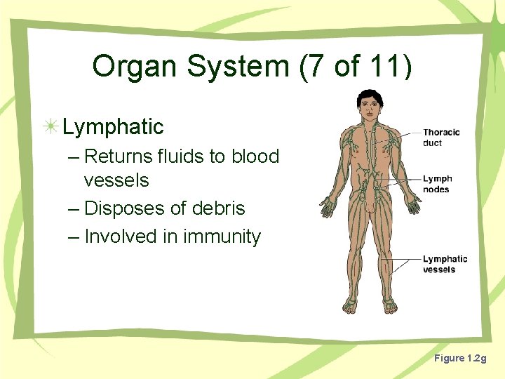 Organ System (7 of 11) Lymphatic – Returns fluids to blood vessels – Disposes