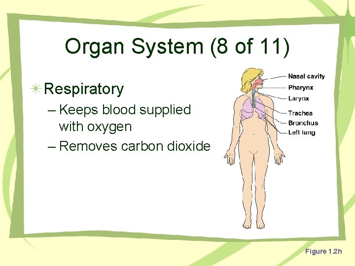Organ System (8 of 11) Respiratory – Keeps blood supplied with oxygen – Removes