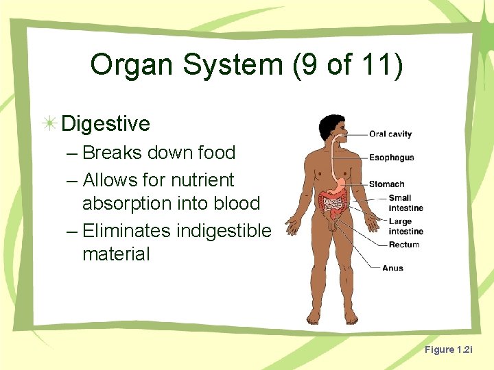 Organ System (9 of 11) Digestive – Breaks down food – Allows for nutrient