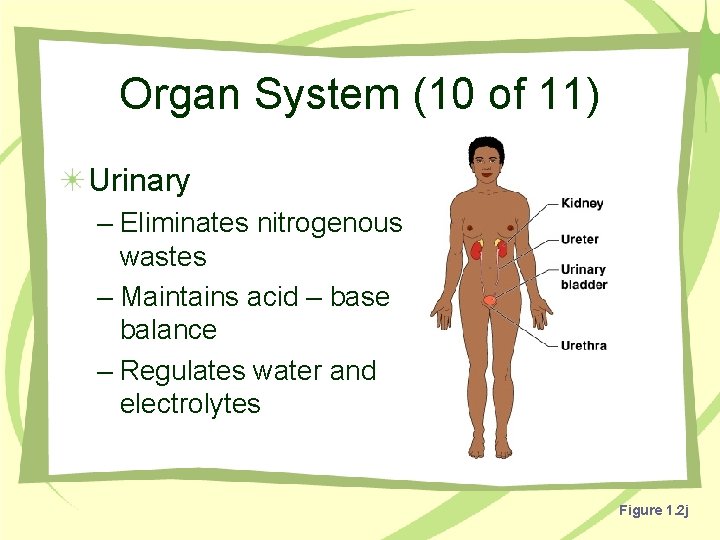 Organ System (10 of 11) Urinary – Eliminates nitrogenous wastes – Maintains acid –