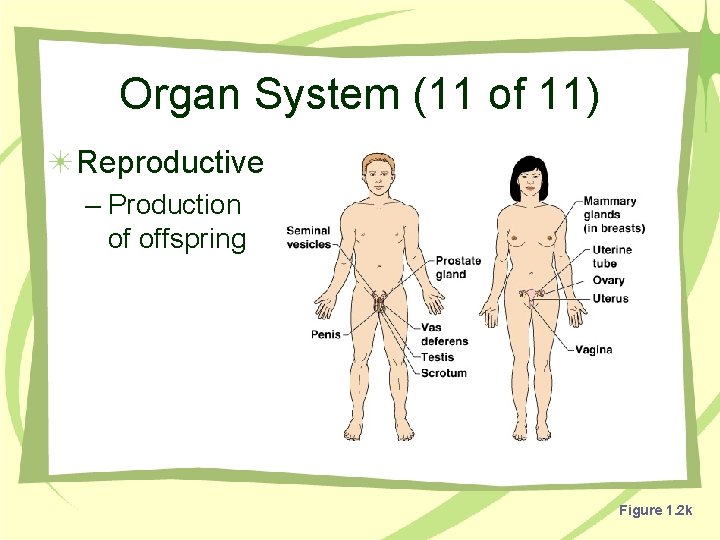 Organ System (11 of 11) Reproductive – Production of offspring Figure 1. 2 k