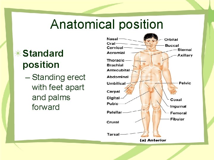Anatomical position Standard position – Standing erect with feet apart and palms forward 