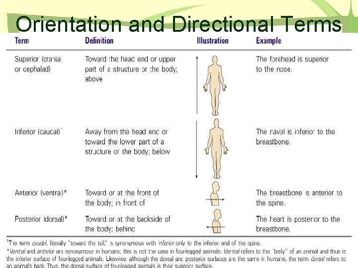 Orientation and Directional Terms Table 1. 1 