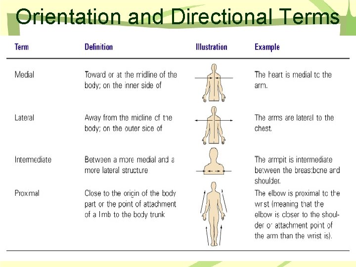 Orientation and Directional Terms Table 1. 1 (cont) 