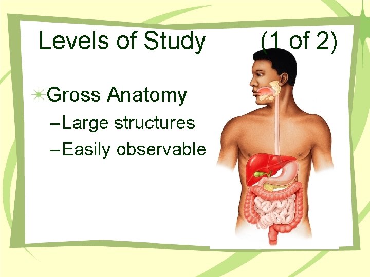 Levels of Study Gross Anatomy – Large structures – Easily observable (1 of 2)