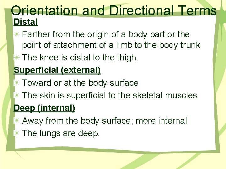 Orientation and Directional Terms Distal Farther from the origin of a body part or