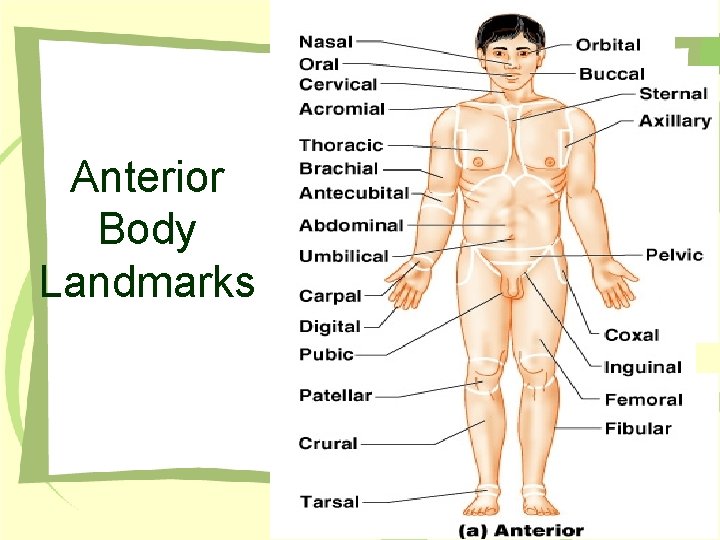 Anterior Body Landmarks Figure 1. 5 a 
