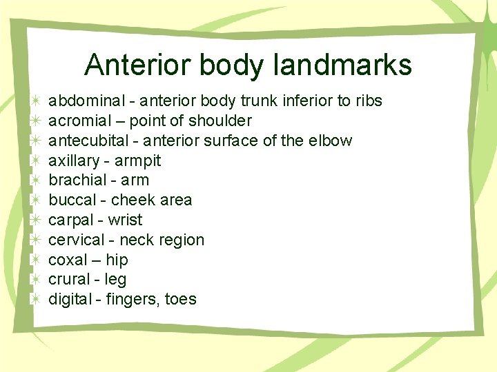 Anterior body landmarks abdominal - anterior body trunk inferior to ribs acromial – point