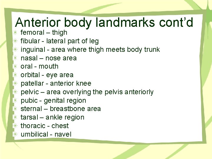 Anterior body landmarks cont’d femoral – thigh fibular - lateral part of leg inguinal