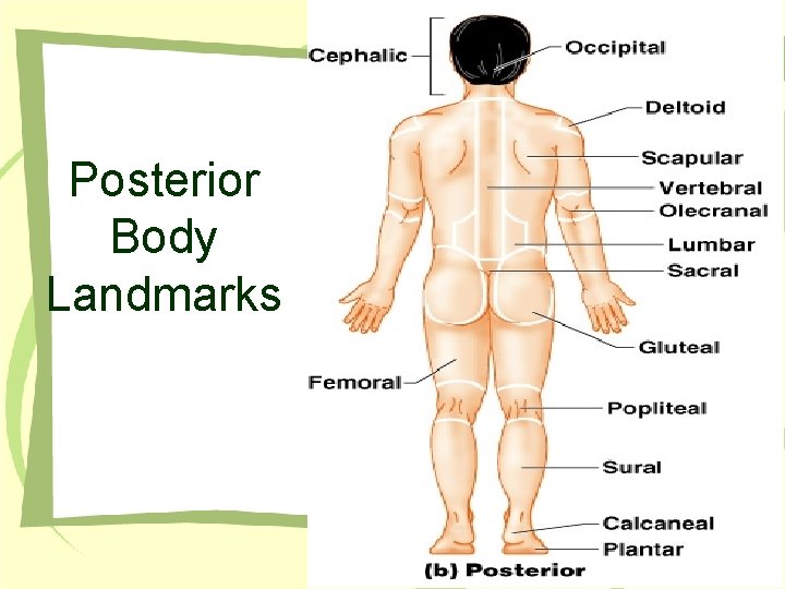 Posterior Body Landmarks Figure 1. 5 b 