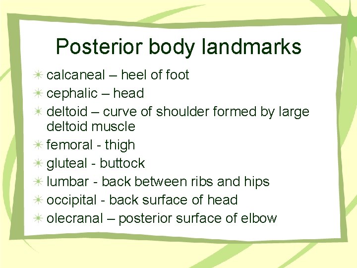 Posterior body landmarks calcaneal – heel of foot cephalic – head deltoid – curve