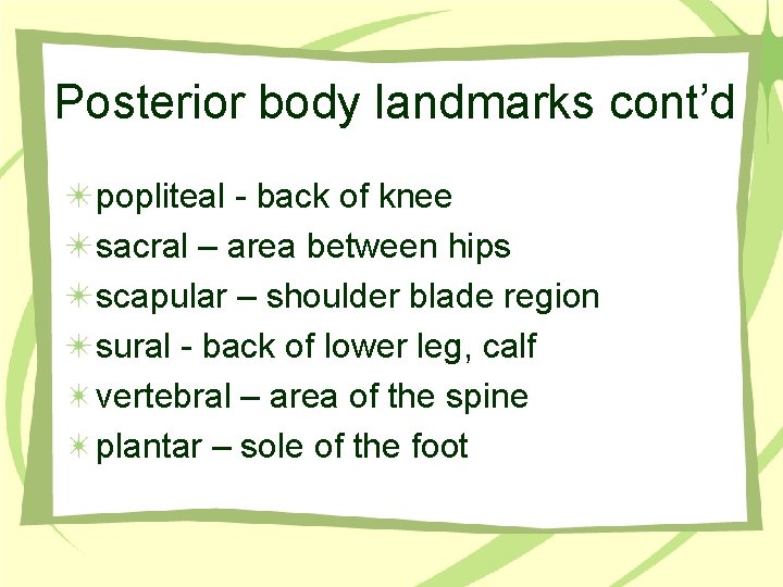 Posterior body landmarks cont’d popliteal - back of knee sacral – area between hips