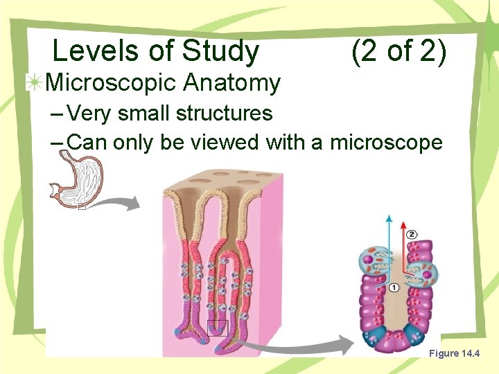 Levels of Study (2 of 2) Microscopic Anatomy – Very small structures – Can