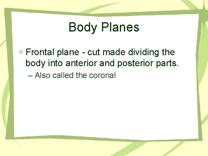 Body Planes Frontal plane - cut made dividing the body into anterior and posterior