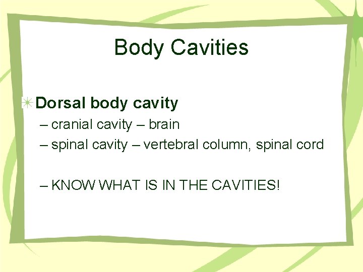 Body Cavities Dorsal body cavity – cranial cavity – brain – spinal cavity –