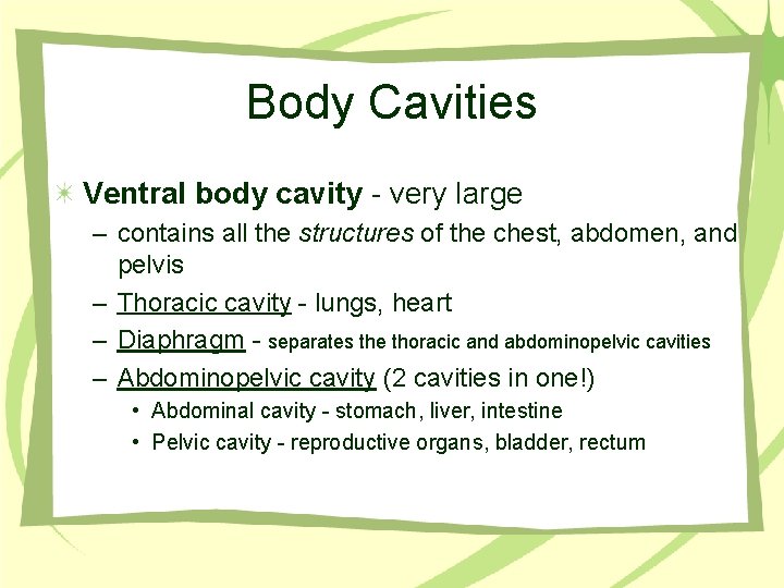 Body Cavities Ventral body cavity - very large – contains all the structures of